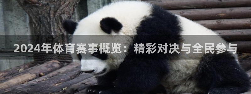 2024年体育赛事概览：精彩对决与全民参与