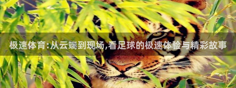 极速体育:从云端到现场,看足球的极速体验与精彩故事