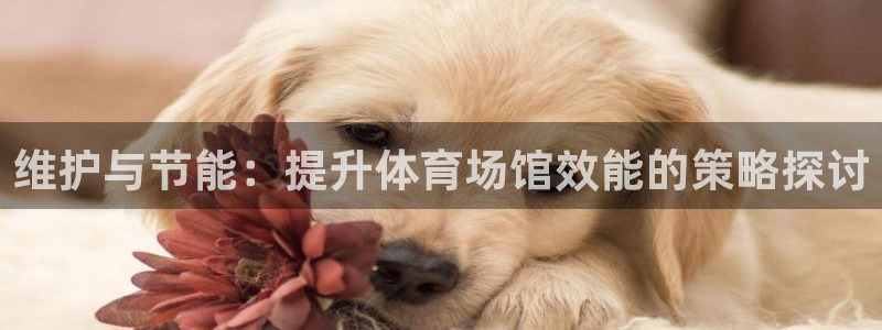 维护与节能：提升体育场馆效能的策略探讨