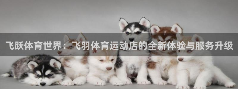 飞跃体育世界：飞羽体育运动店的全新体验与服务升级