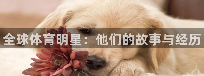 全球体育明星：他们的故事与经历