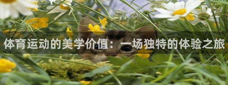 体育运动的美学价值：一场独特的体验之旅